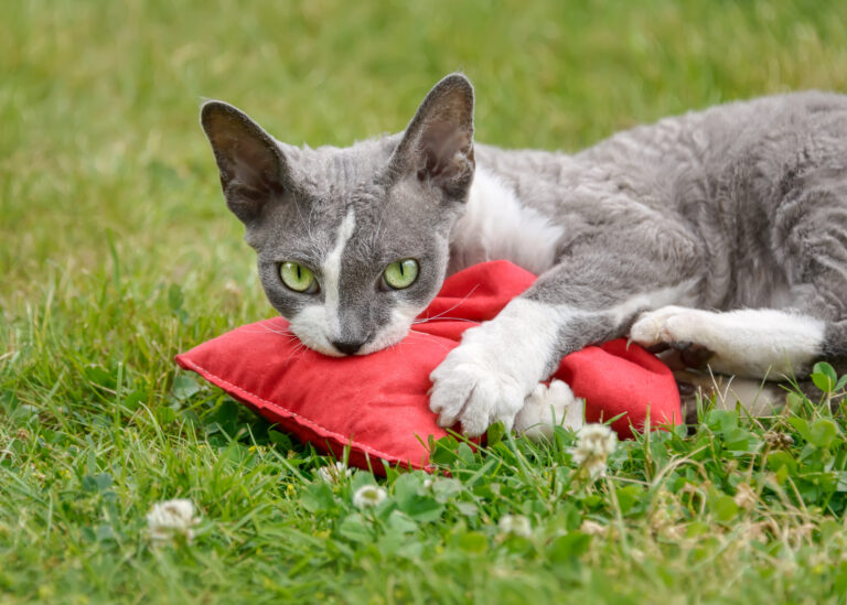 baldrian für katzen