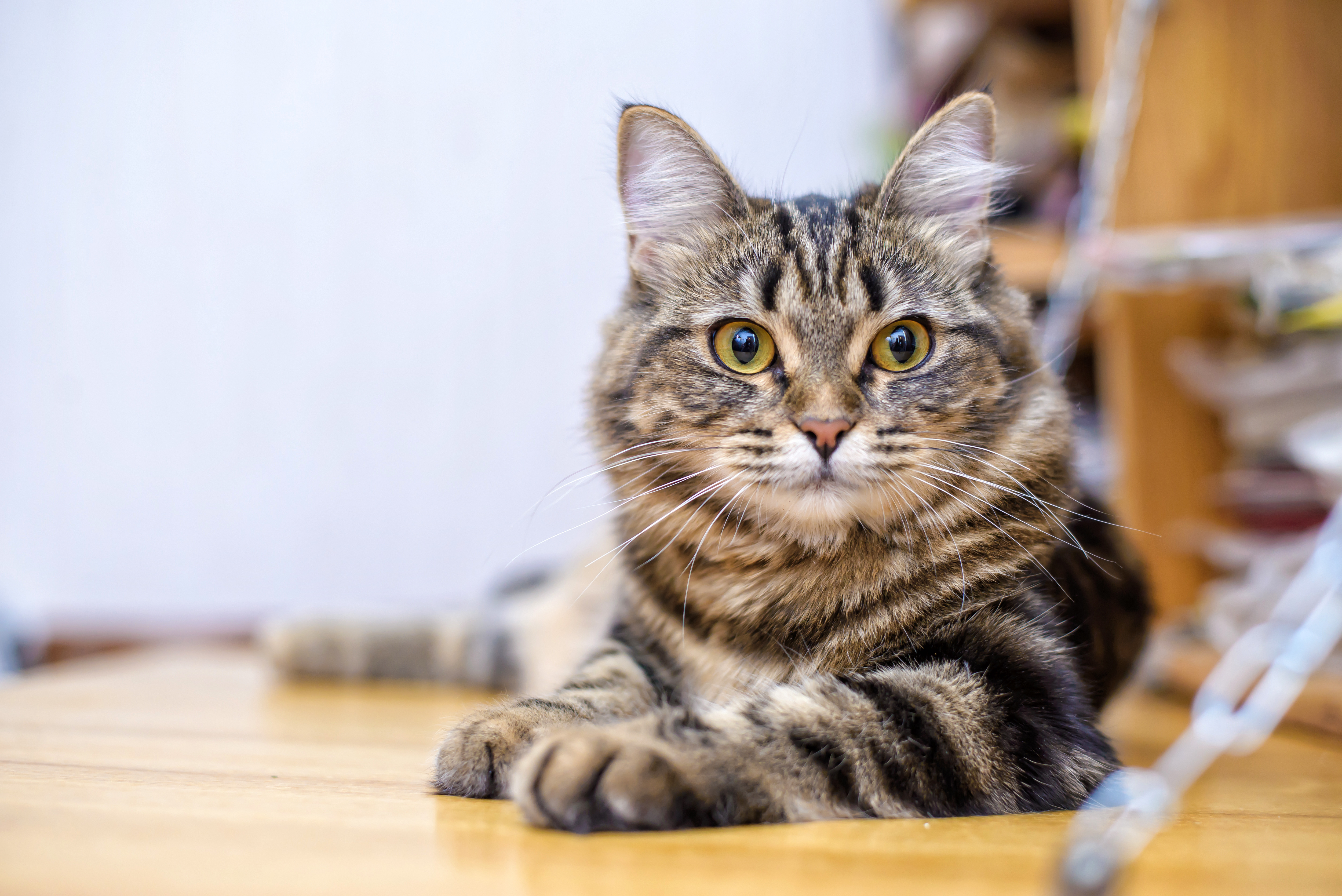 Giardien bei Katzen : Symptome & Behandlung