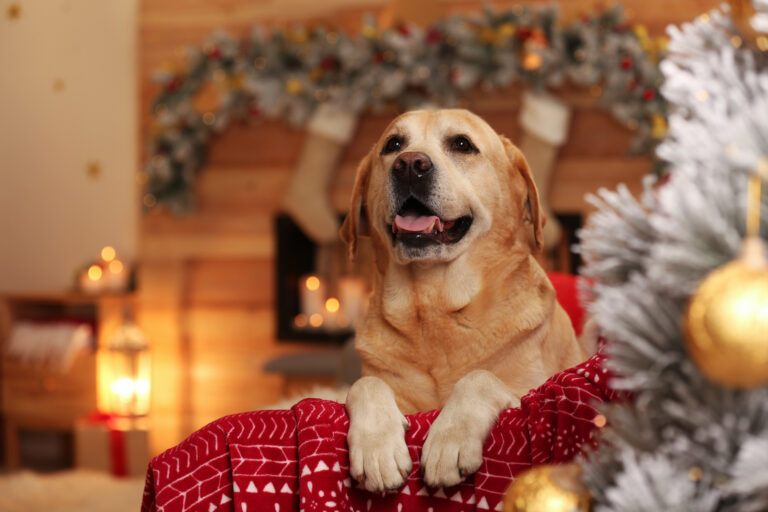 Golden Retriever als Weihnachtsgeschenk