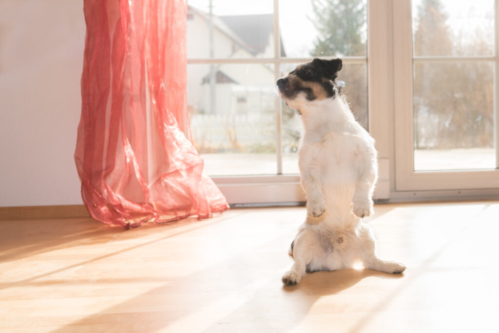jack russell terrier mit Analdrüsenentzündung