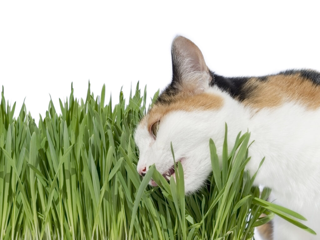 Stellen baldrian ruhig katze Eine Katze