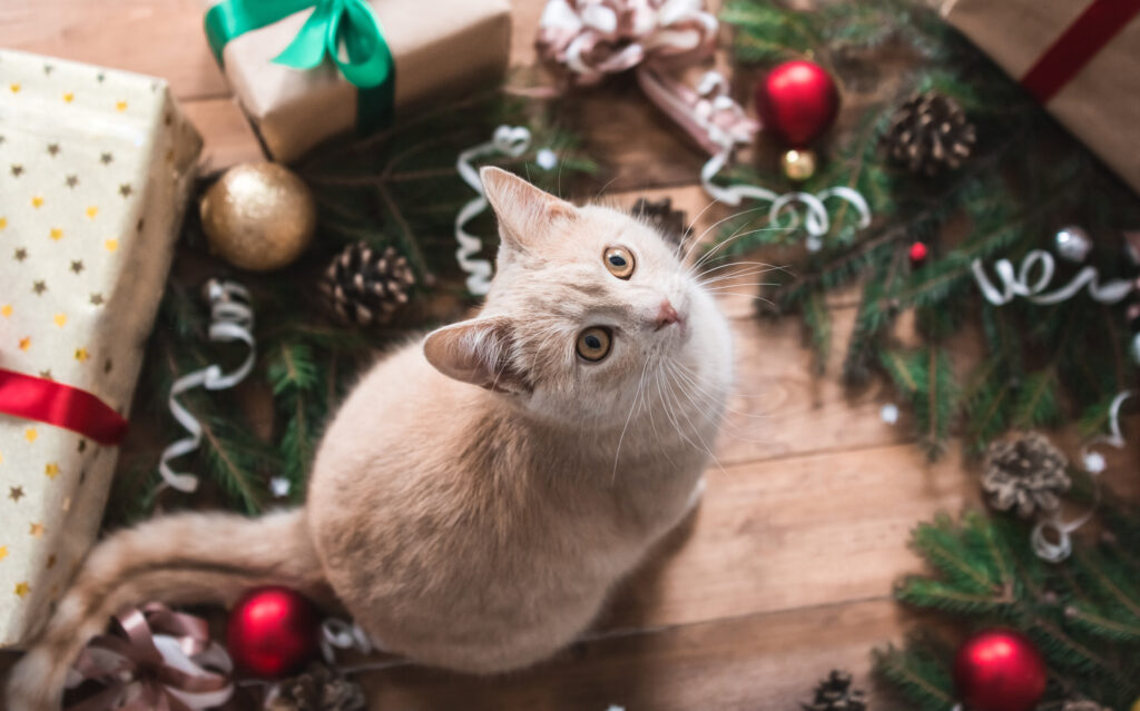 katze tannenbaum katze tannenbaum