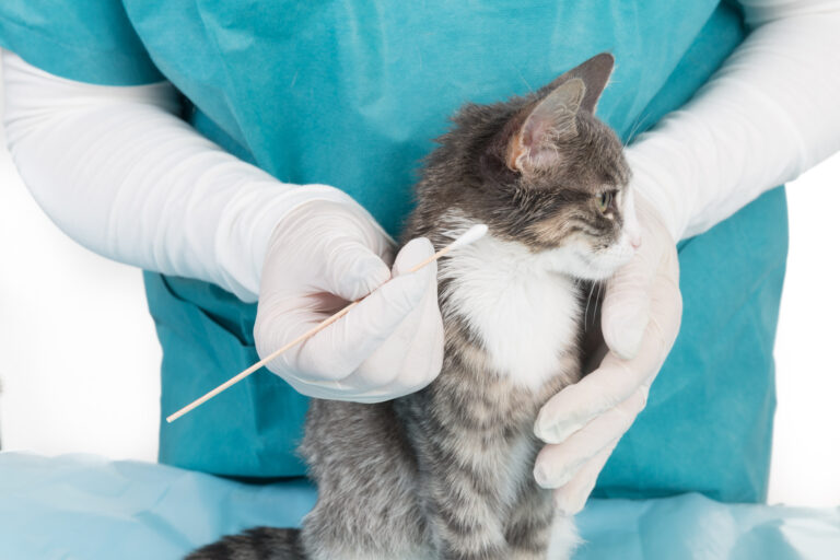 Milben bei Katzen Arten, Diagnose & Behandlung zooplus Magazin