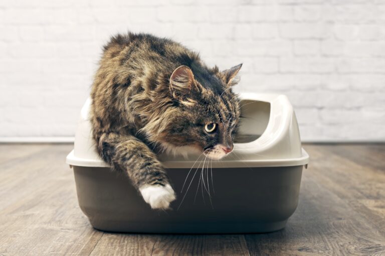 Katzen mit Durchfall müssen häufig auf die Toilette