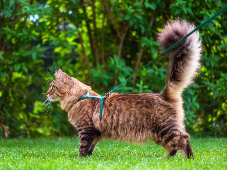 maine coon katze an leine gewöhnen