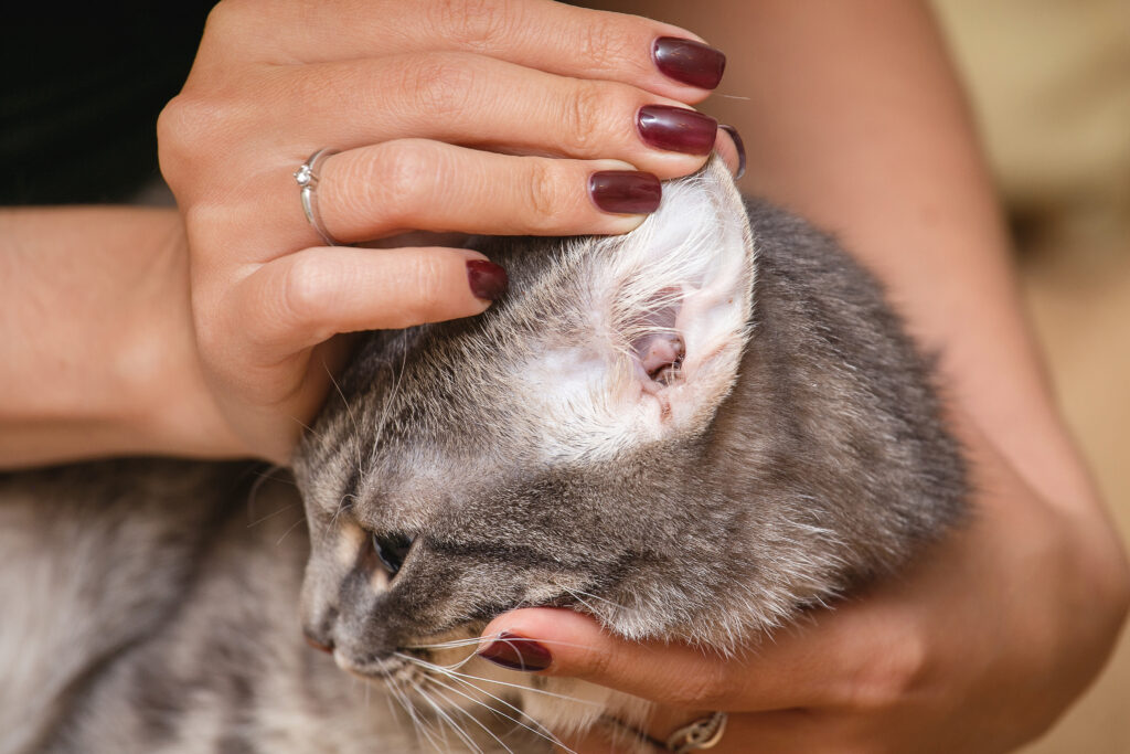 Katze Kratzt Sich Und Hat Krusten