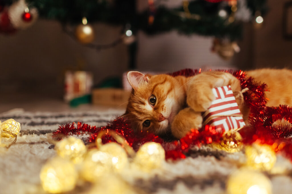 rote Katze spielt mit Weihnachtsgeschenk