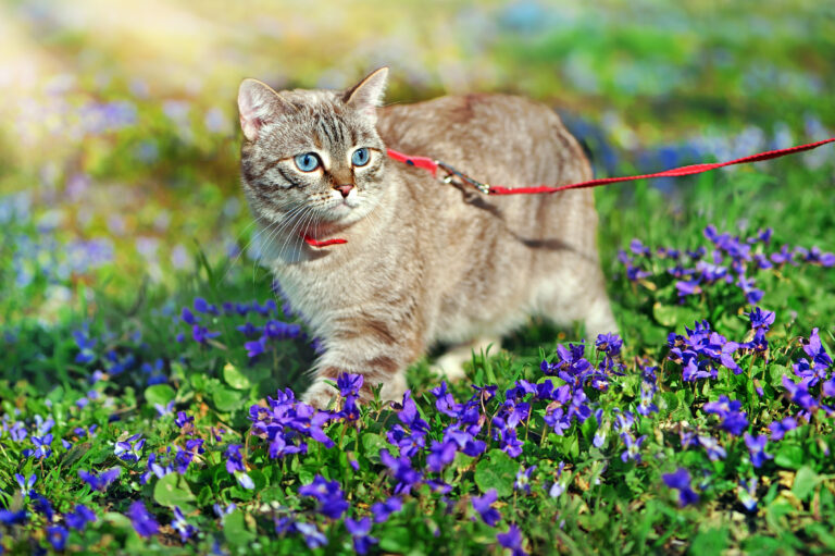 Katze an Leine gewöhnen wie geht das? zooplus