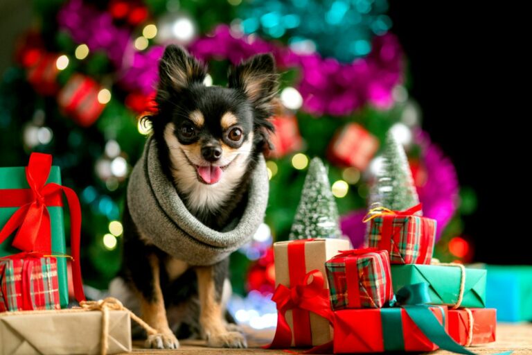 Kleiner Hund mit Schal sitzt vor einem Weihnachtsbaum weihnachtsgeschenke für hunde
