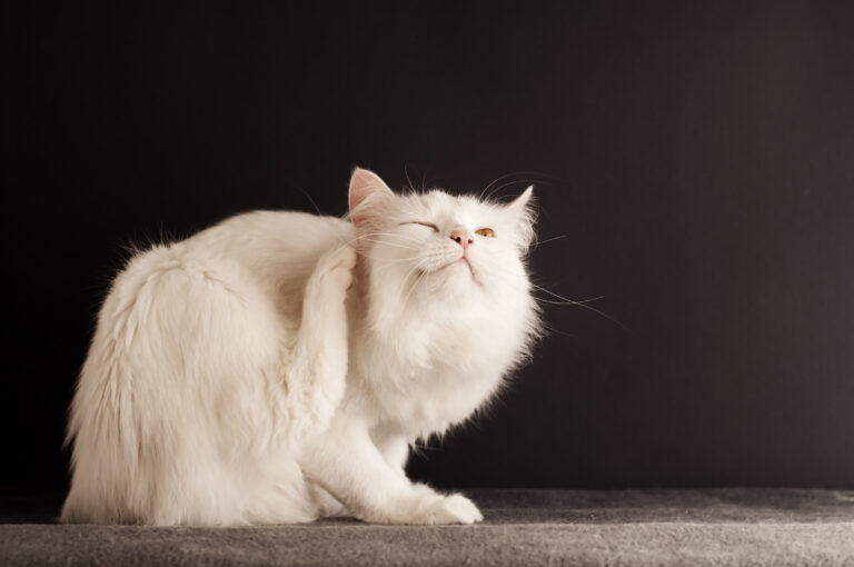 Weiße Katze mit Milben Juckreiz