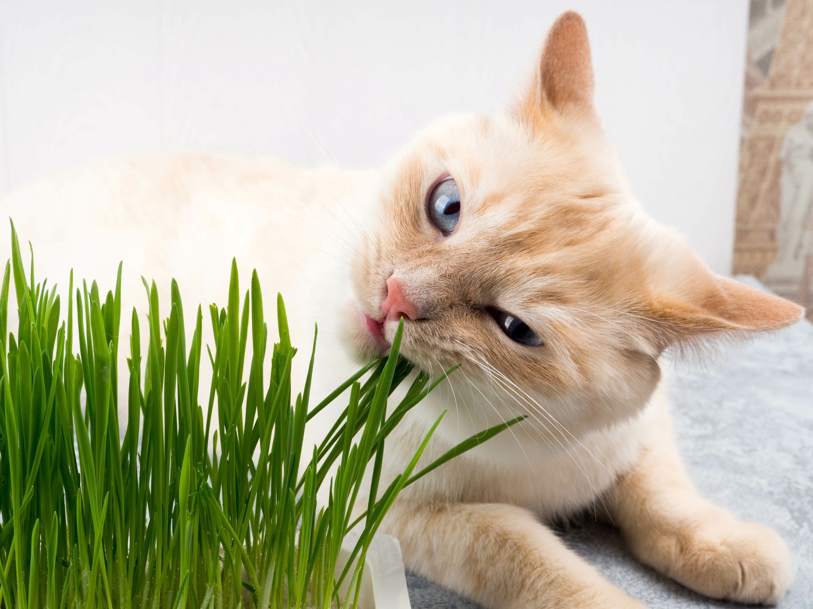 Katze Hustet Und Würgt Schleim