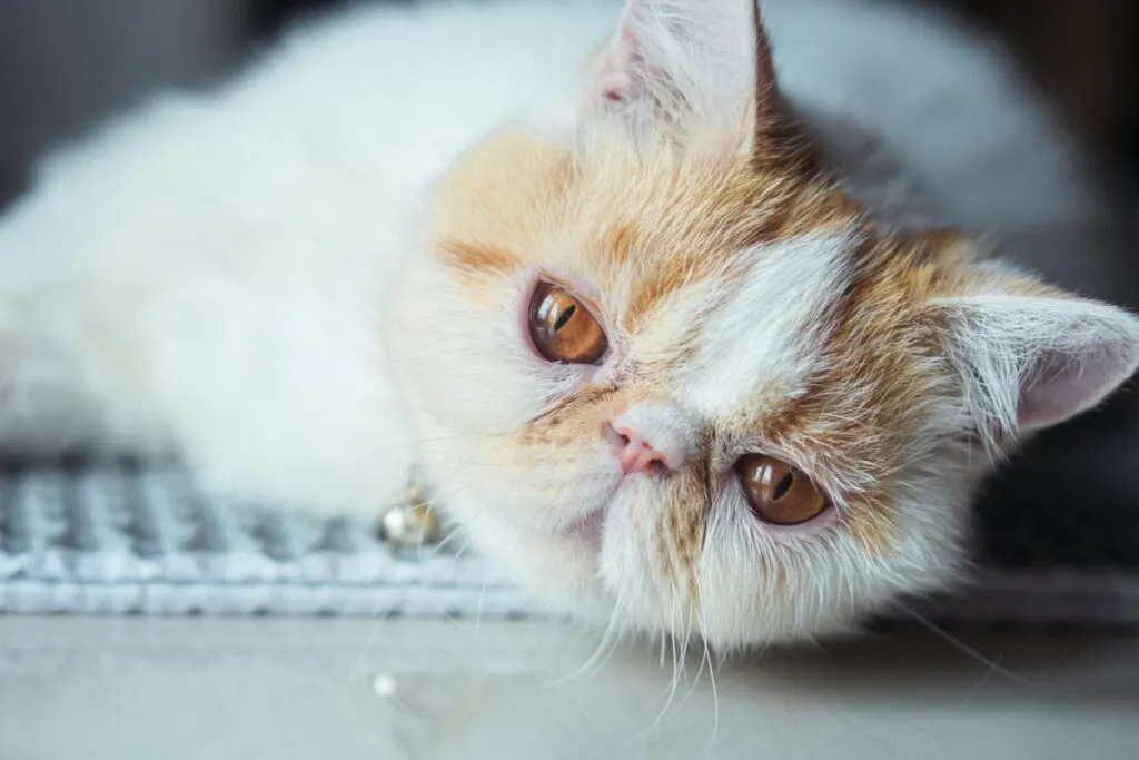Exotic Shorthair Gesicht