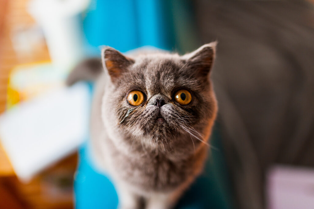 Exotic Shorthair Exotische Kurzhaarkatze Charakter Haltung