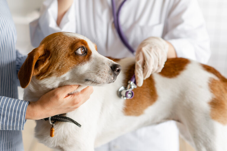 Herzschwäche beim Hund