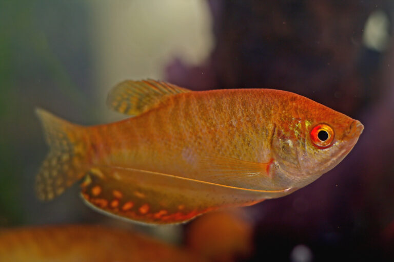 Goldener Fadenfisch günstig online kaufen » Trichogaster trichopterus