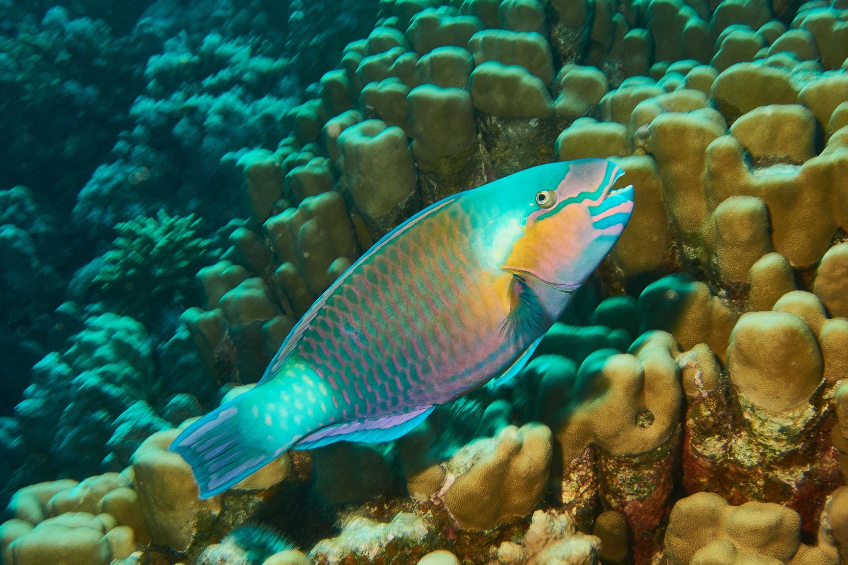 Wie Viel Sand Scheiden Papageienfische Pro Jahr Aus www.zooplus.de