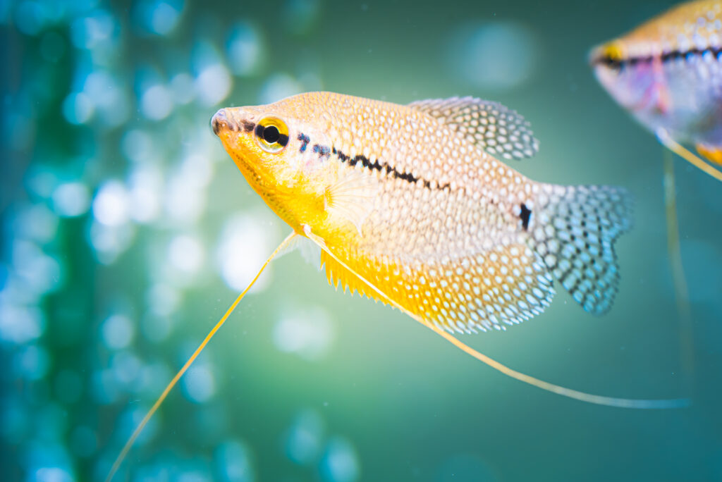 Fadenfische Haltung im Aquarium