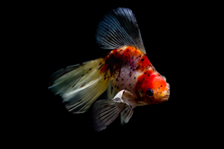 Schleierschwanz Haltung im Aquarium zooplus