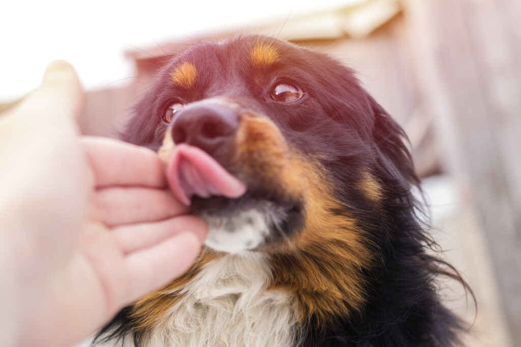 Hund leckt an Hand eines Menschen Hund leckt Hand ab
