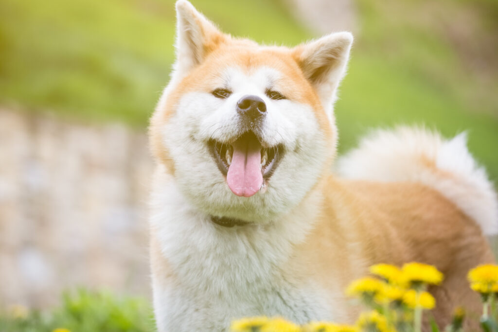 akita inu