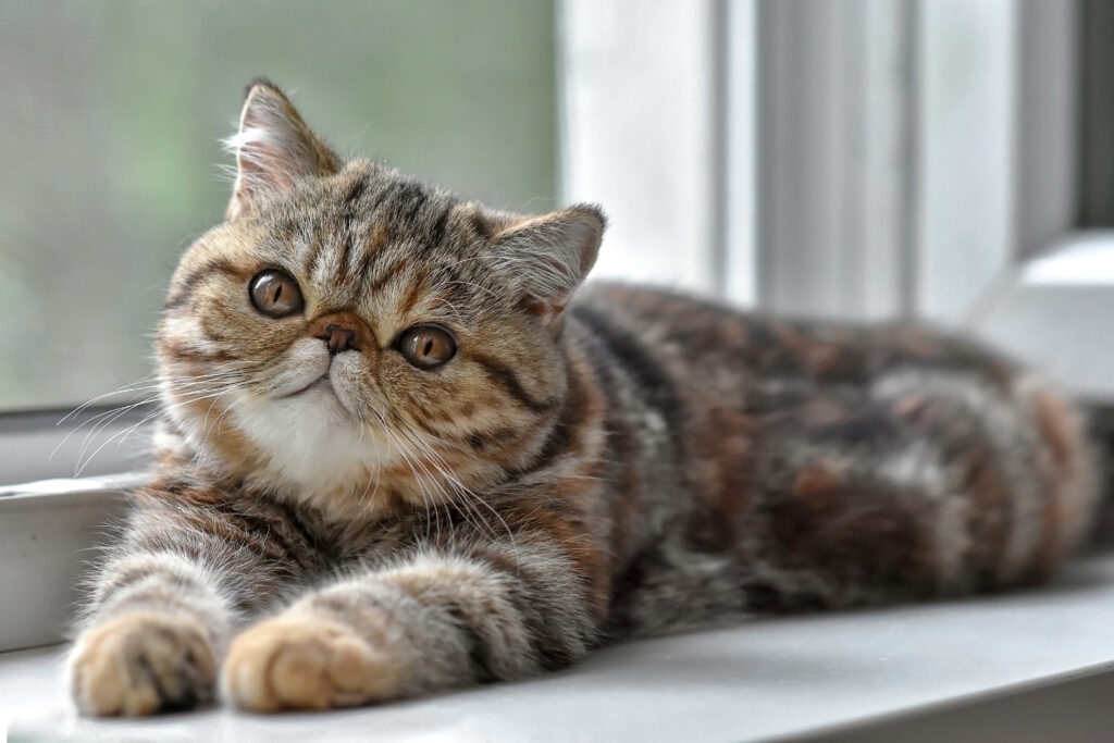 Exotic Shorthair Exotische Kurzhaarkatze Charakter Haltung