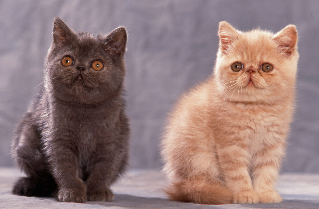 exotic shorthair kätzchen