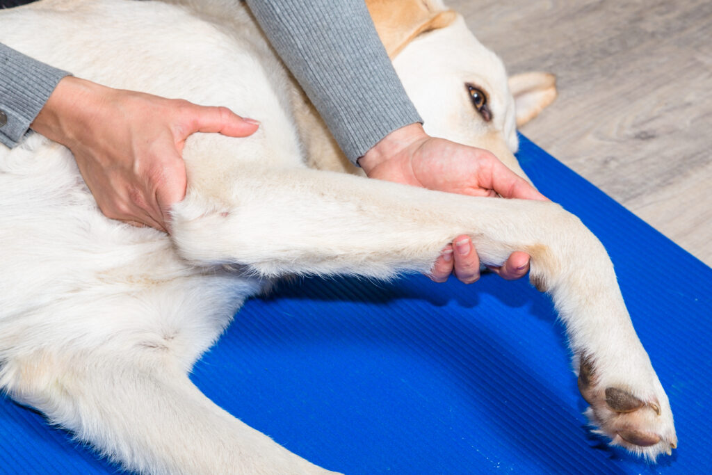 hund tierarzt gelenkschmerzen