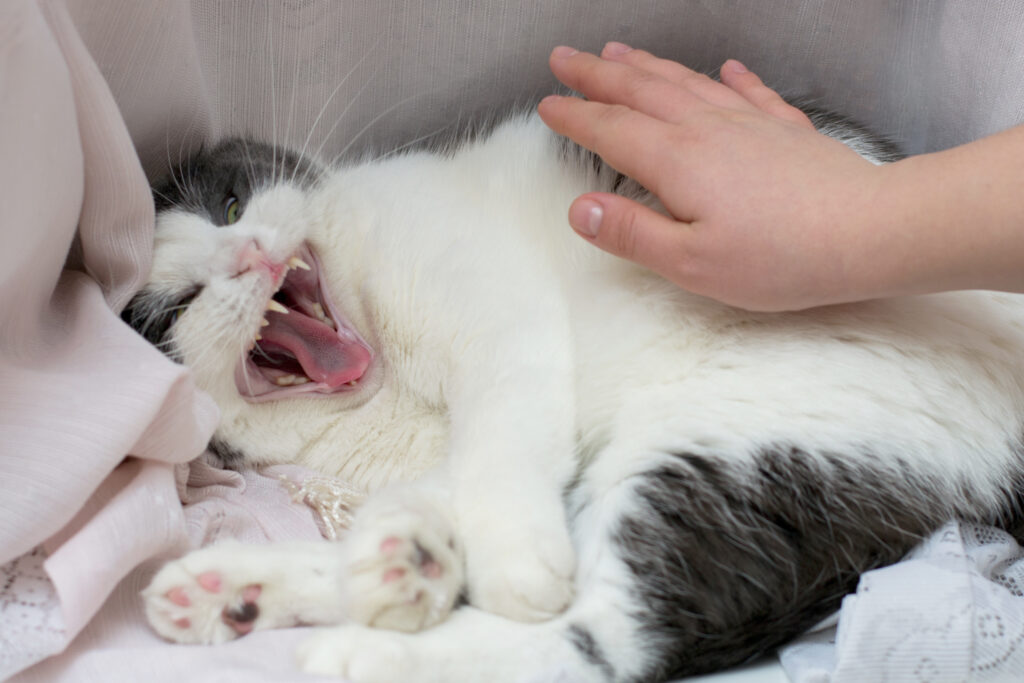 Katze Kastrieren Worauf Achten