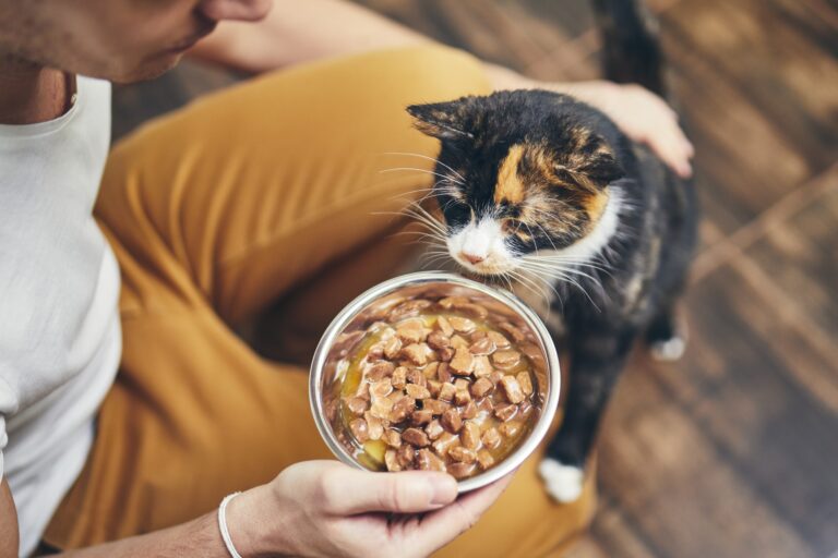 katze frisst nicht