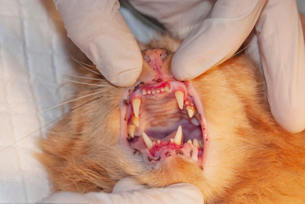 tierarzt untersucht maul katze