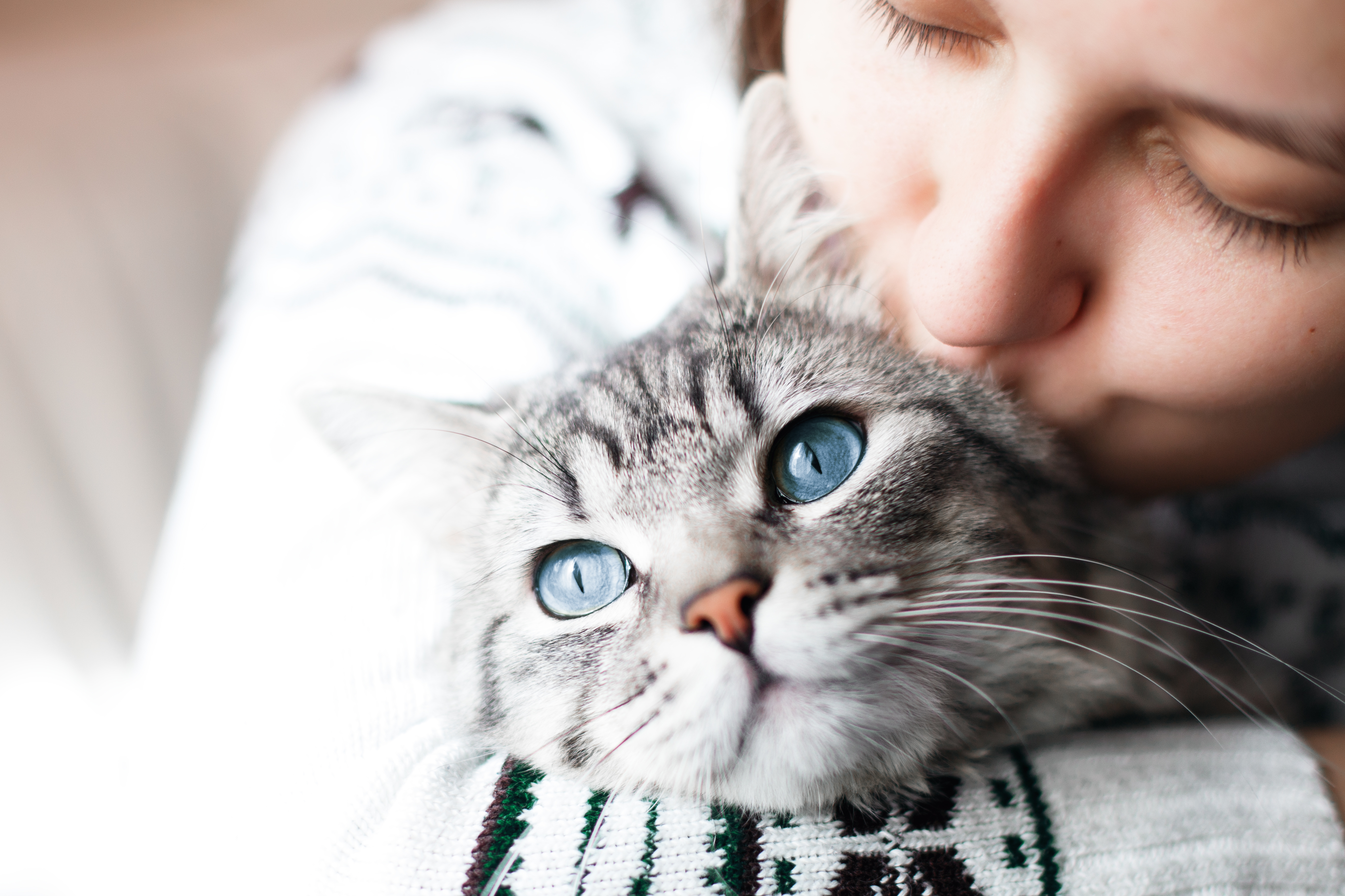 Bindehautentzündung Katze Wie Lange