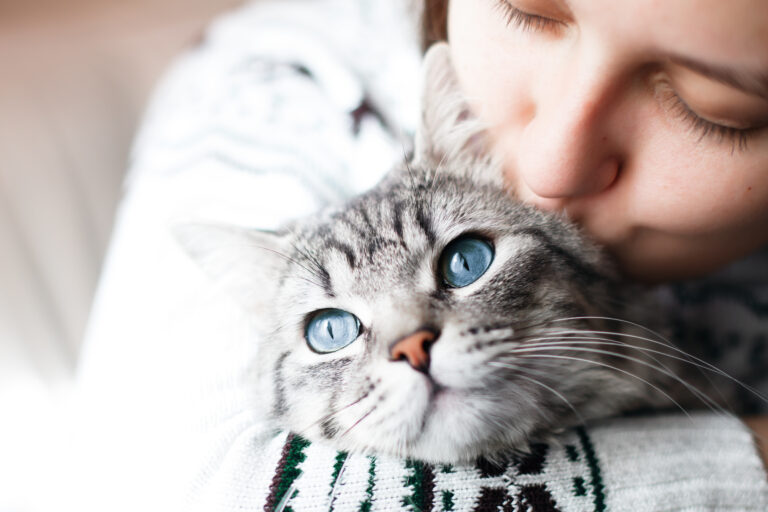 katze schöne augen katze schöne augen