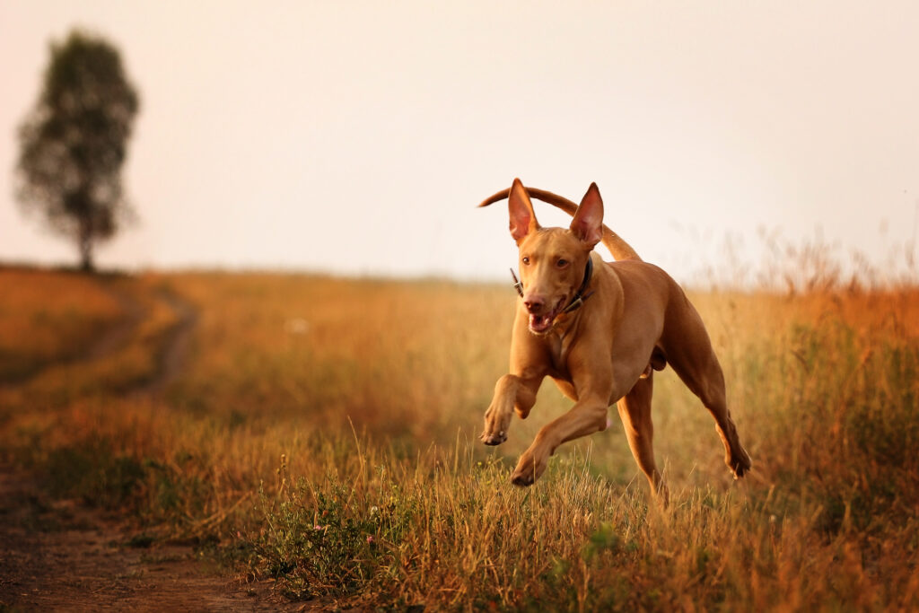 pharaonenhund pharaonenhund