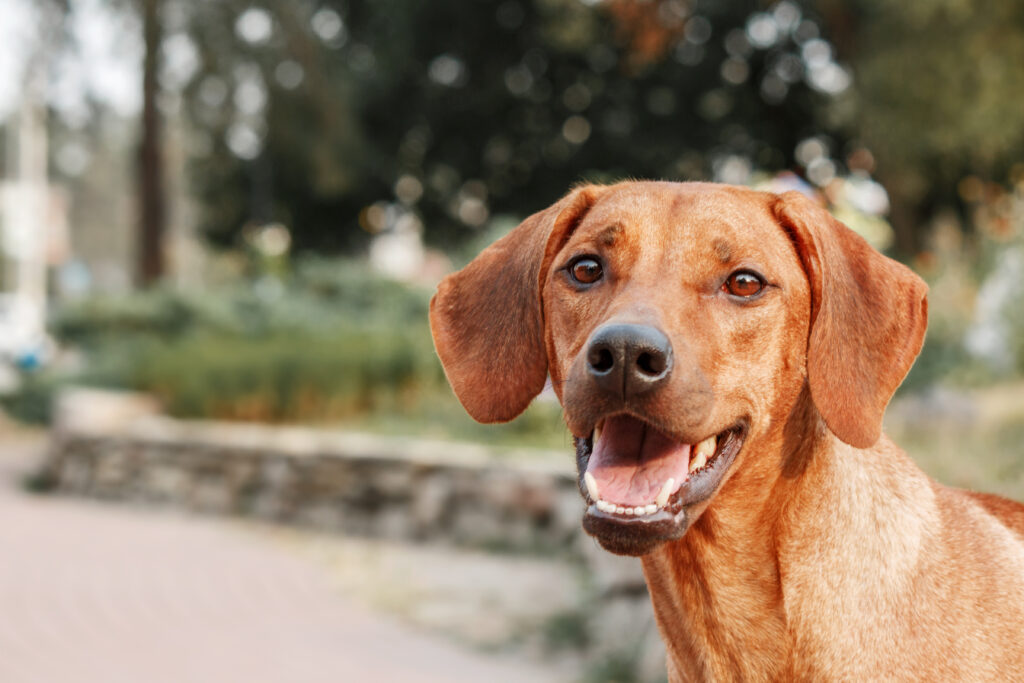 rhodesian ridgeback