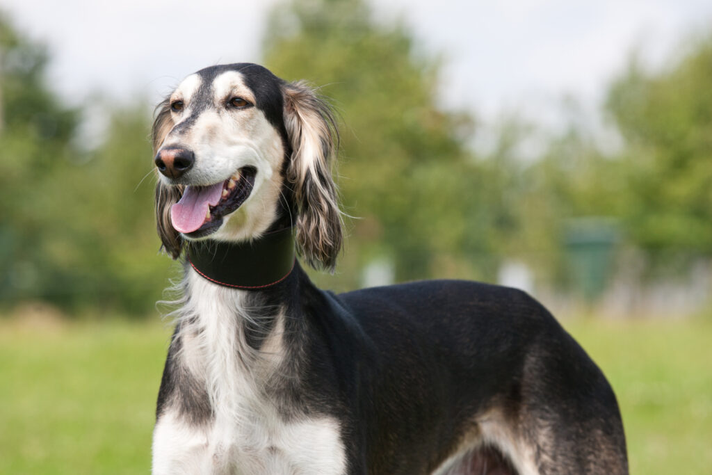 saluki saluki