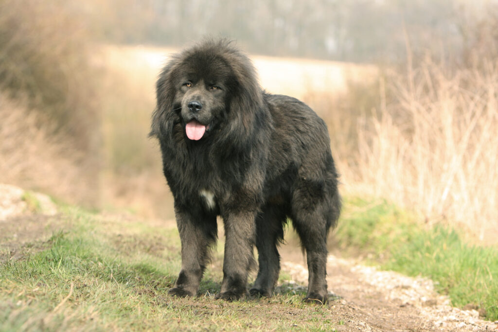 schwarze tibet dogge