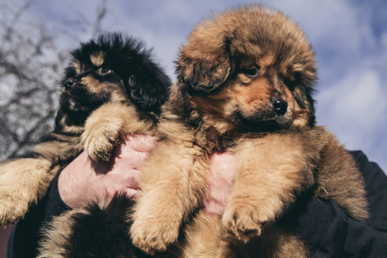 Eine der teuersten Hunderassen: tibet dogge