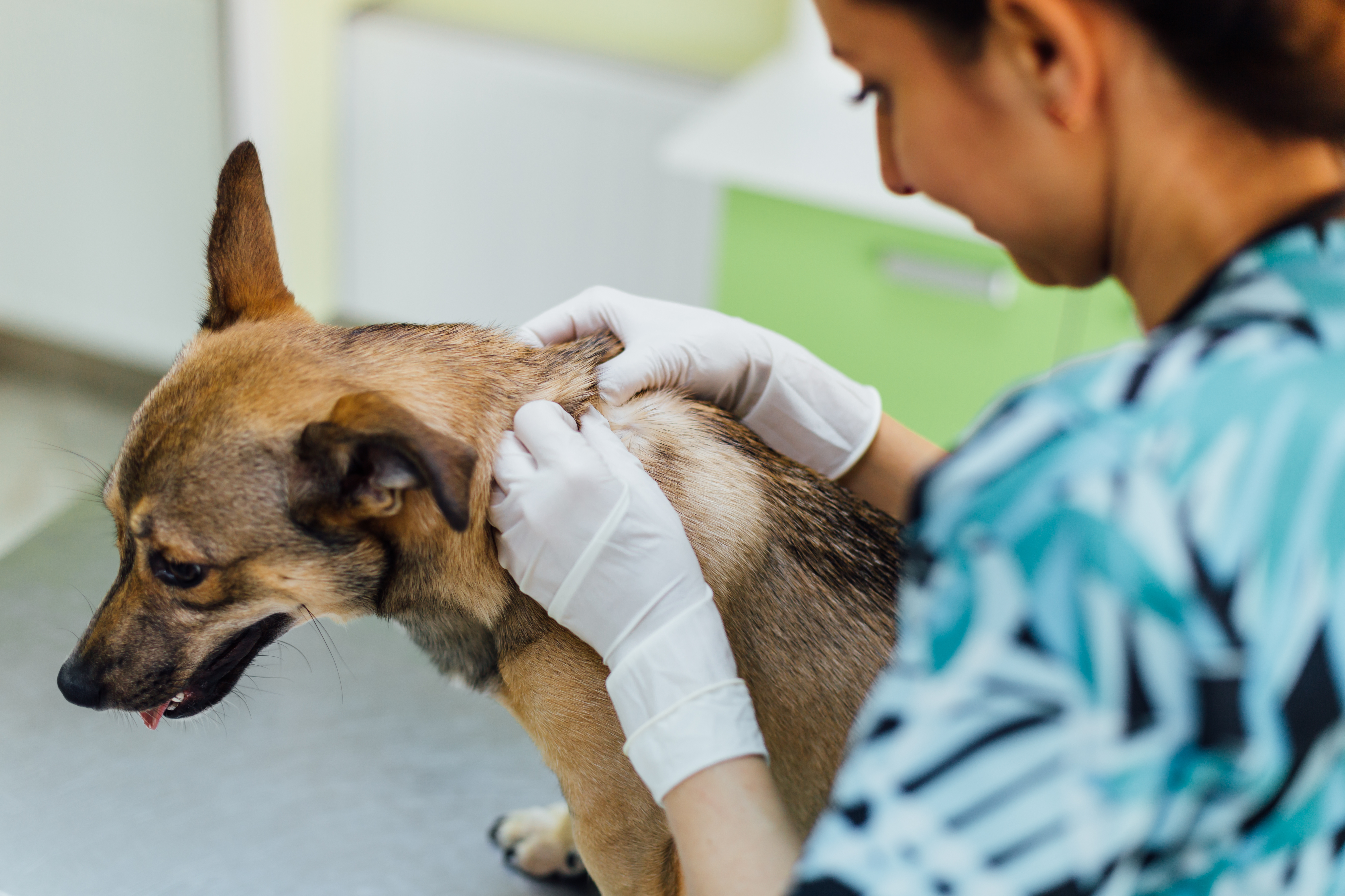 Abszess Eitergeschwur Beim Hund Erkennen Behandeln