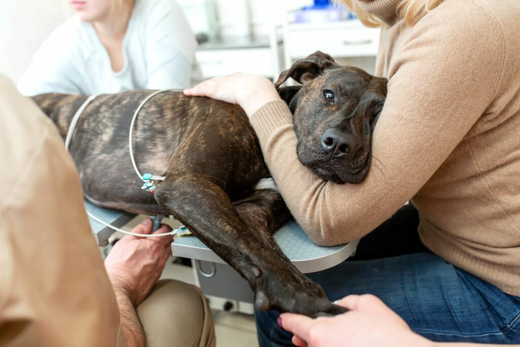 Hund beim EKG