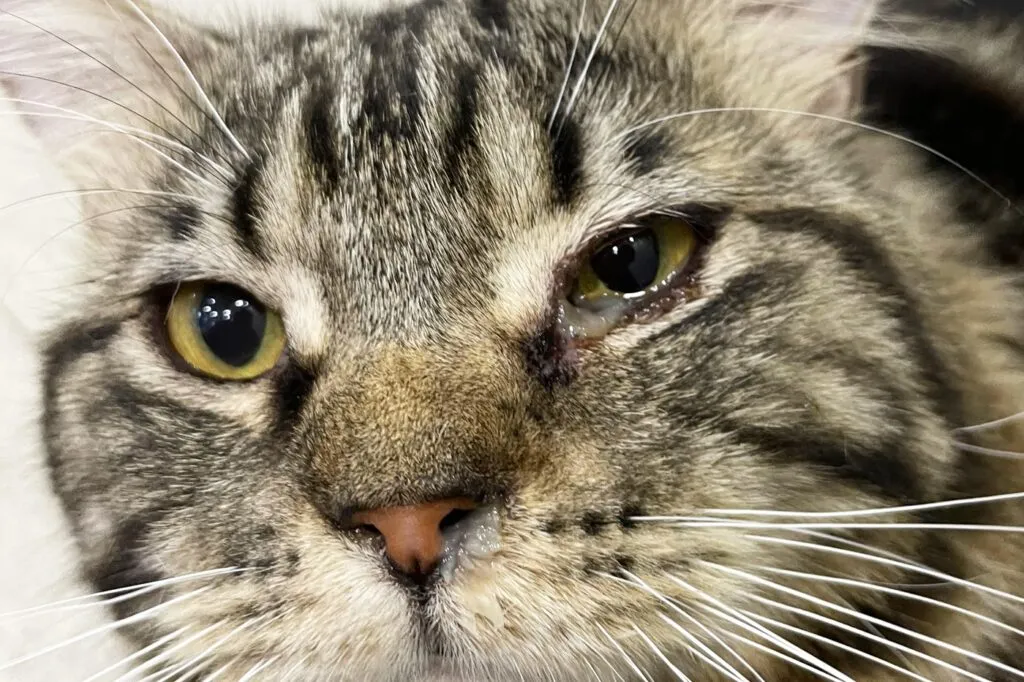 Katze mit Bindehautentzündung und tränendem Auge