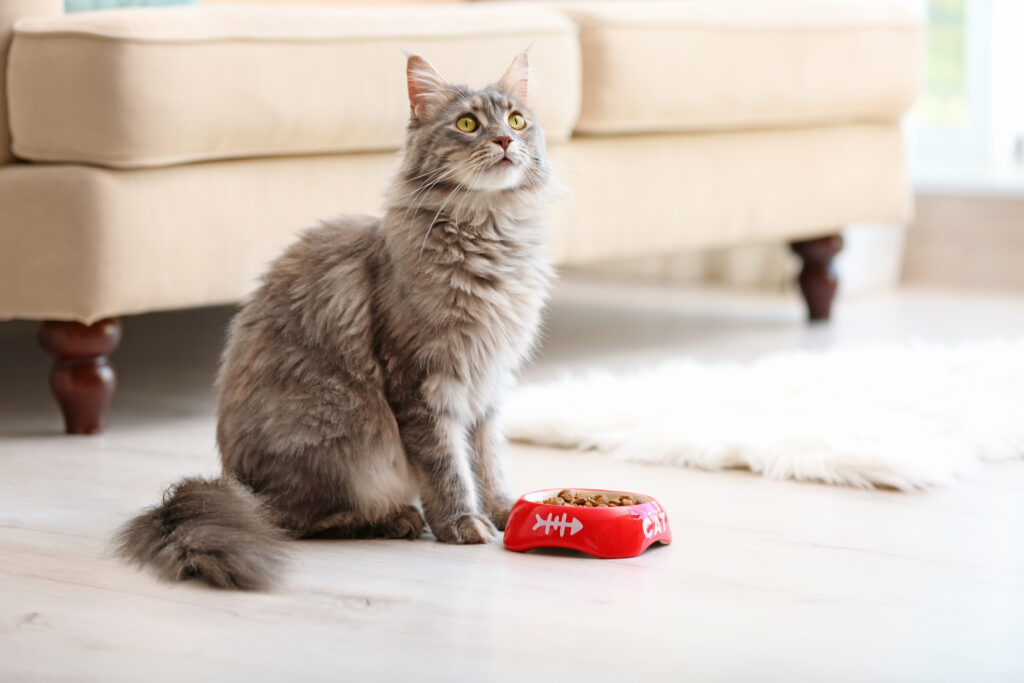 Katze Frisst Wenig Frühling