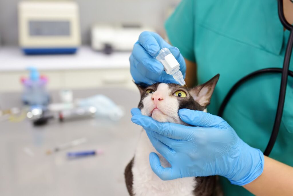 Bindehautbehandlung bei Katzen
