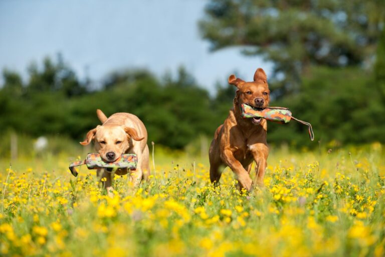 Hunden apportieren beibringen