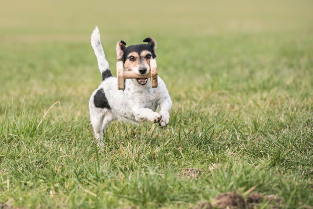 Jack Russell apportiert ein Apportierholz Jack Russell apportiert