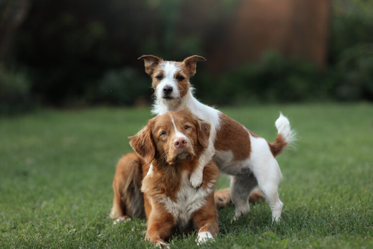 Verschiedene Hunderassen: Jack Russell Terrier und Nova Scotia Duck Tolling Retriever im grass