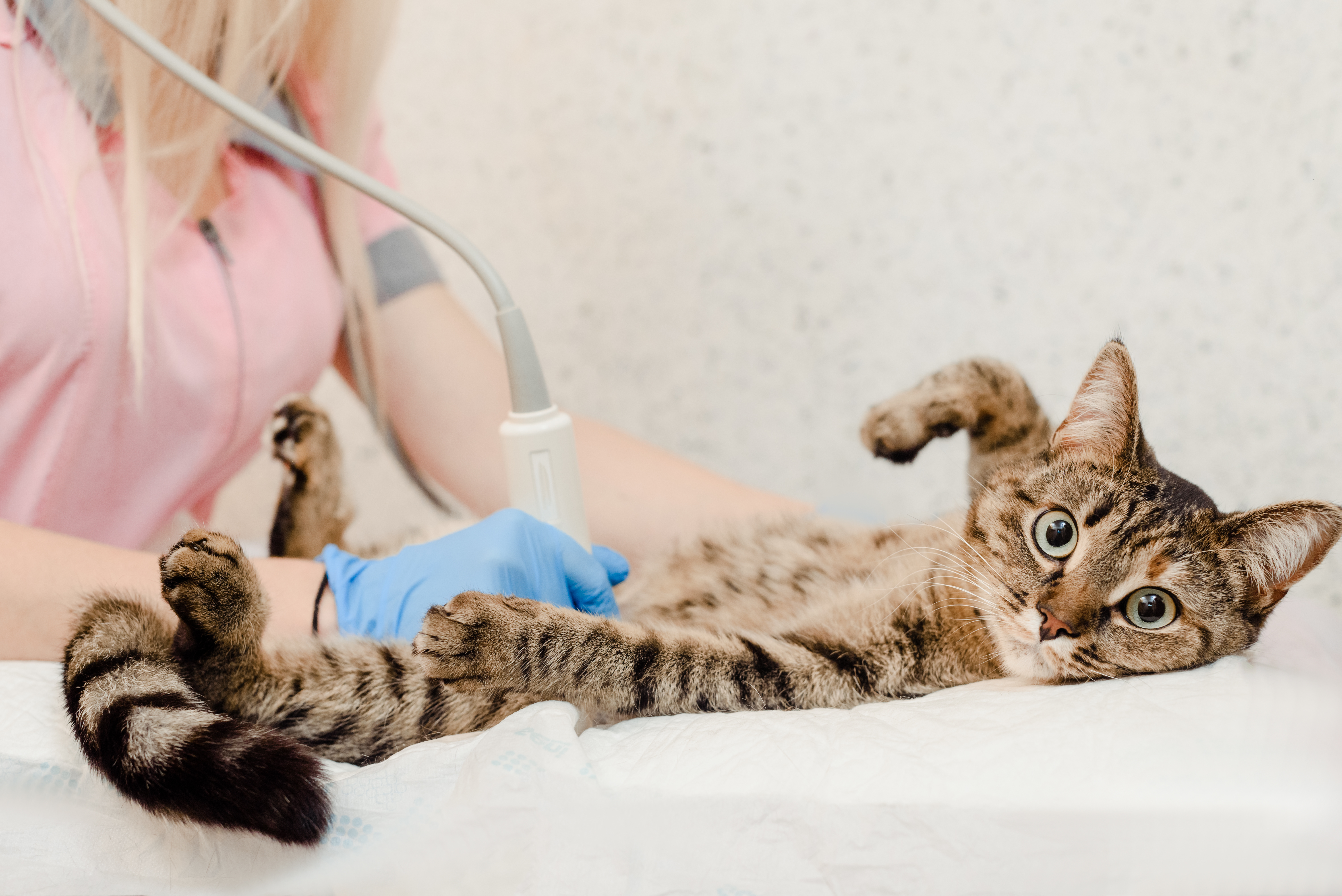 Katze Erbricht Kurz Nach Dem Fressen