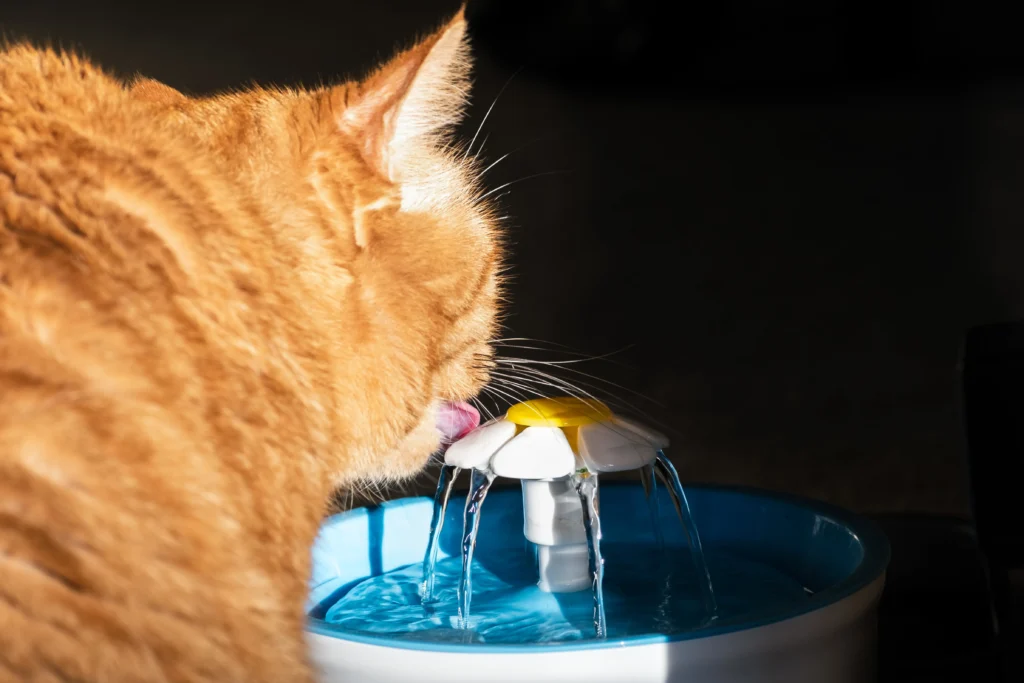 Katze trinkt aus einem Trinkbrunnen