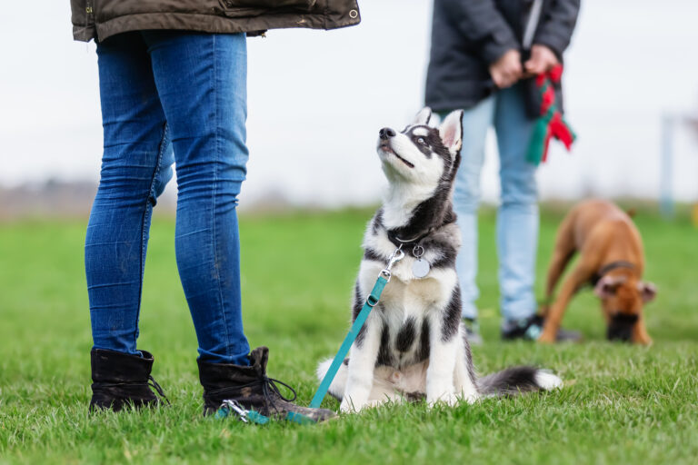 Longieren mit Husky welpe