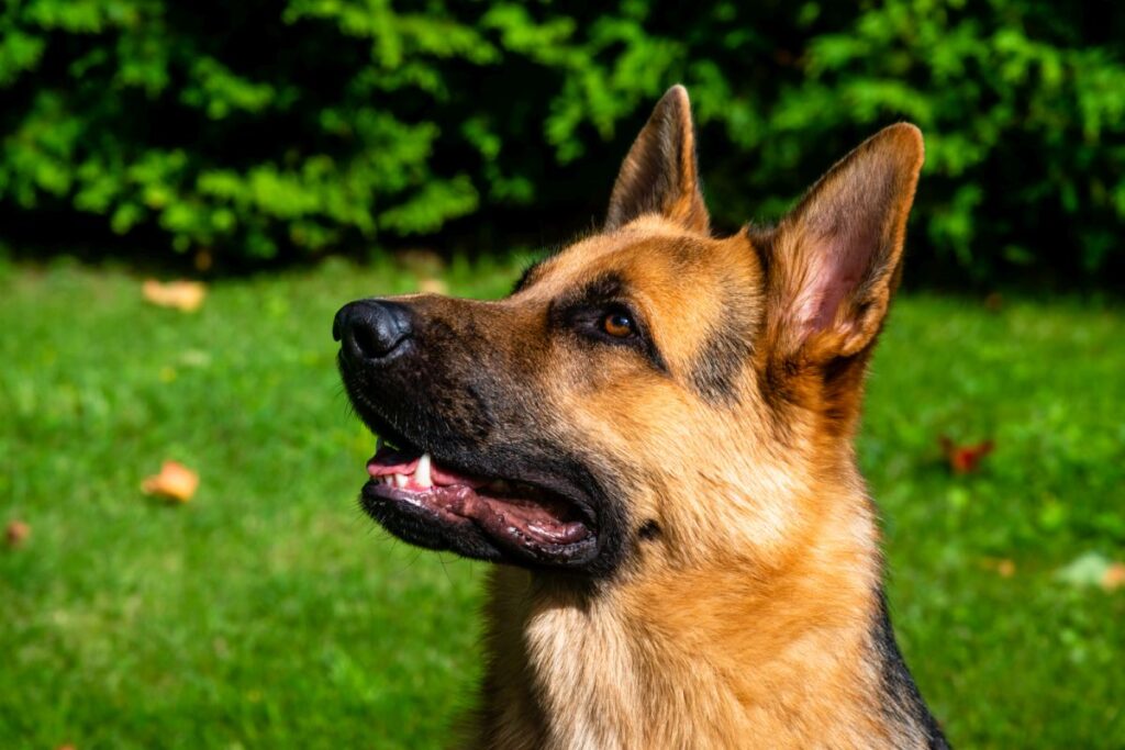 Magendrehung beim Hund Ursachen & Symptome zooplus