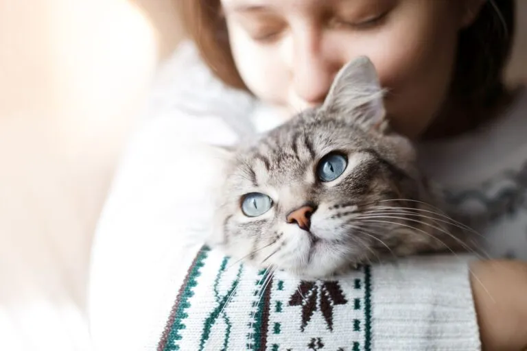 Bindehautentzündung bei Katzen